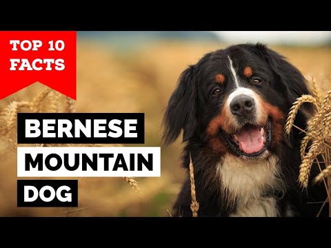 Bernese Mountain Dog - Top 10 Facts