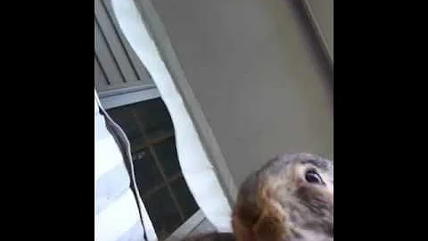 Little bunny
