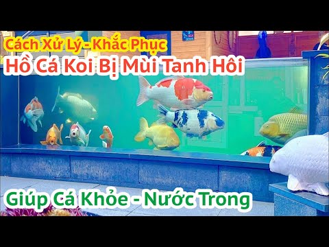 Video: Trang chủ Biện pháp khắc phục cho mắt anh đào ở chó