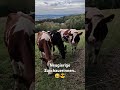 Beim Reel für den Blog hatte ich neugierige Zuschauer 😎🤣   #tierliebe #überraschung  #funny #viral