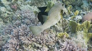 Morning At Mars Mubaraks Kids Reef Iberotel Costa Mares 2021