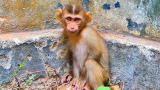 Abandoned Monkey ZURI Was Scared Crying L0udly For Nanny That Leave Him Alone In Jungle As No Care