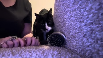 ASMR carpet scratching & floor tapping (FAST & AGGRESSIVE) 