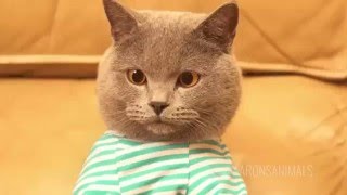 ShitPosting Time Cat