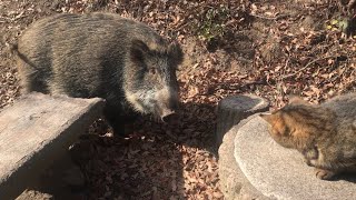 自然公園で猫モフってたら巨大な猪が階段登って来た！