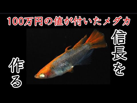ダメダメ作品なんで絶対に購入したらダメです！額付き作品「風光るニャンコ」 まんだらけZENBU89号は「藤子不二雄特集＆合金特集」 | レトロ