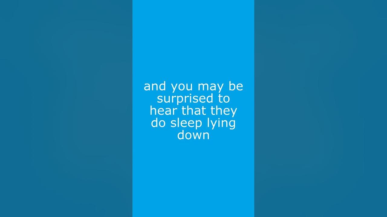 Can an elephant lay down YouTube