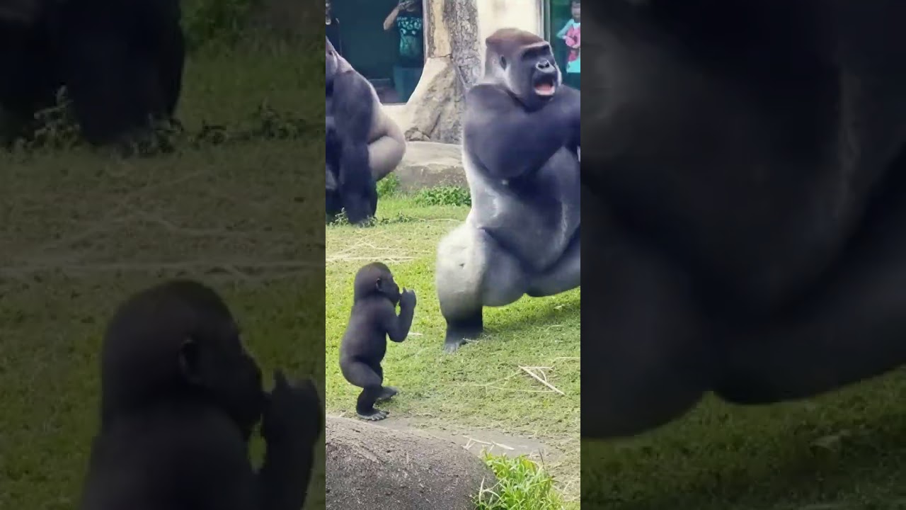 Naughty Baby Gorilla vs Dad 😂🦍 