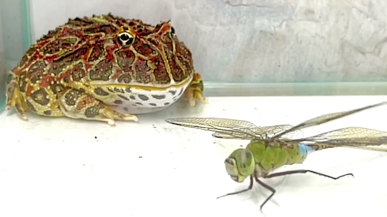 Frog Eating Dragonfly