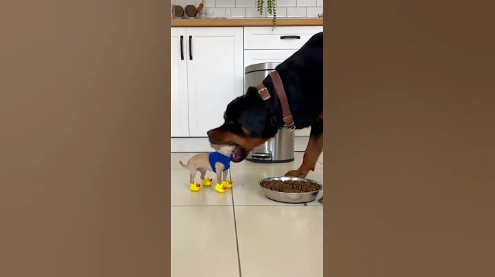 Rottweiler Throws Annoying Chihuahua in the Trash! 🤣🗑️​#shorts #funnydogs #rottweiler #chihuahua