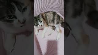 Joanie the cat in a basket so cute #fun #new #cat #kitten #kitten #dance #dancer #funny #funnyvideo