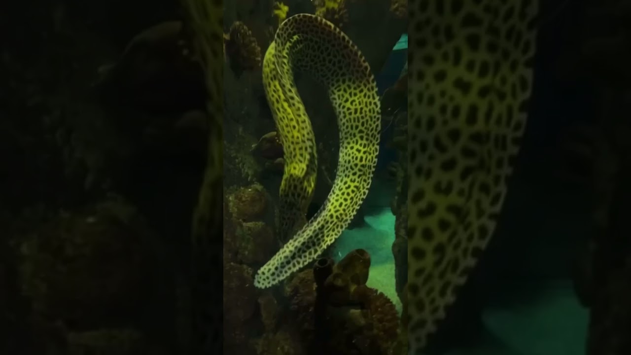 جولة في فقية اكواريوم جدة  :-💁🏻‍♂️