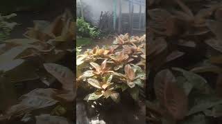 selamat tinggal lampu merah