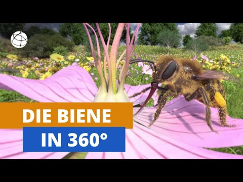 Video: Spezielles Rezept Aus Pollen Zur Kastenbestimmung Von Honigbienen