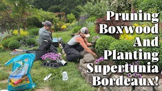 Pruning Green Velvet Boxwood, Planting Supertunia Bordeaux, Plus Edging and Mulching the Garden!  How To Plant Green Velvet Boxwood Updated 2025