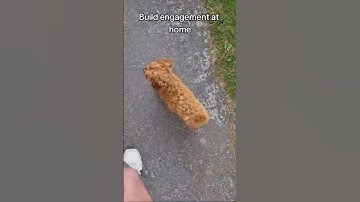 What happens when we walk this Cavapoo puppy off lead?