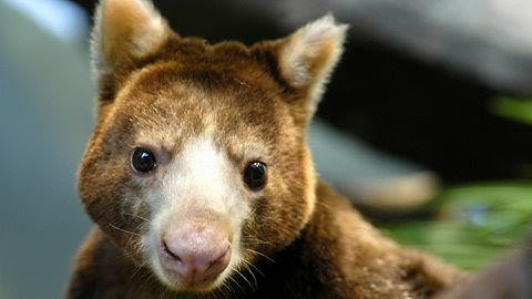 Tree Kangaroo Conservation Interview