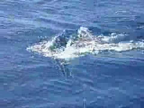 Striped Marlin Jumping - CR Gamefish Sportfishing ...
