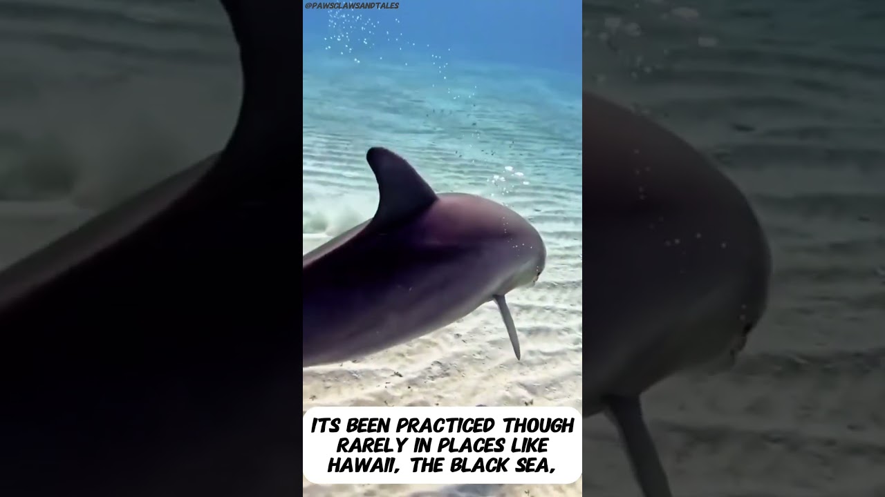 DOLPHIN ASSISTED BIRTH IS A REAL THING! 😳🐬