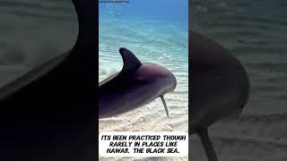 Download Lagu DOLPHIN ASSISTED BIRTH IS A REAL THING! 😳🐬 MP3