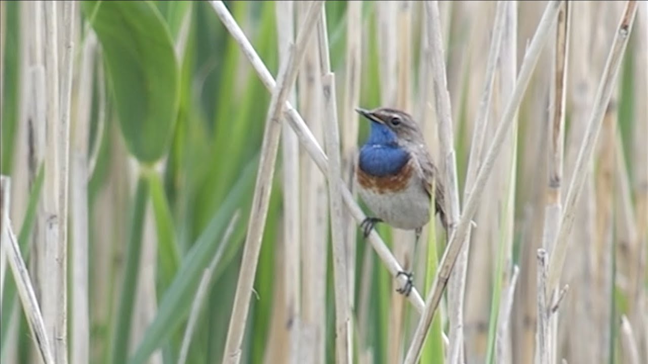 Quelques oiseaux de la Baie du Mont Saint-Michel
