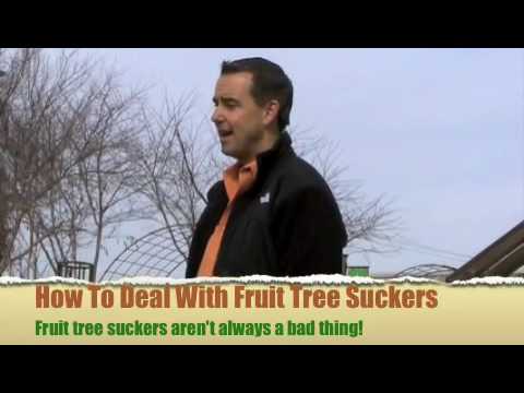 How To Deal With Fruit Tree Suckers