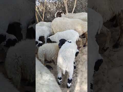 sheep live in