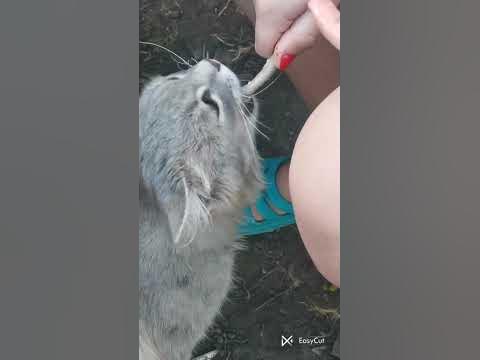 😻Сільський кіт Василь!!! 👍 - YouTube