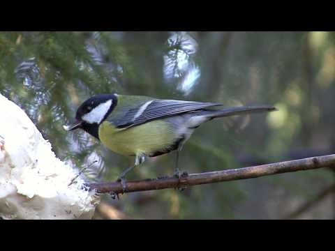 Great Tit (Parus major) · iNaturalist