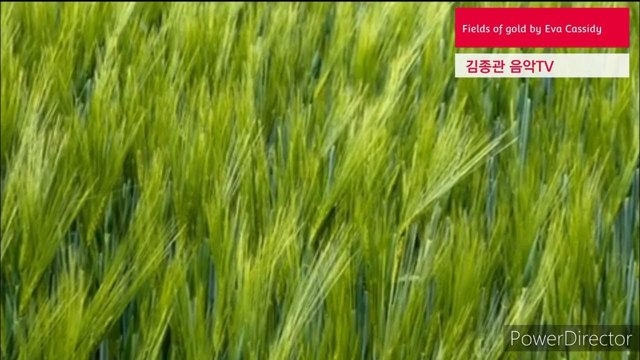 Fields of gold barley by Eva Cassidy YouTube