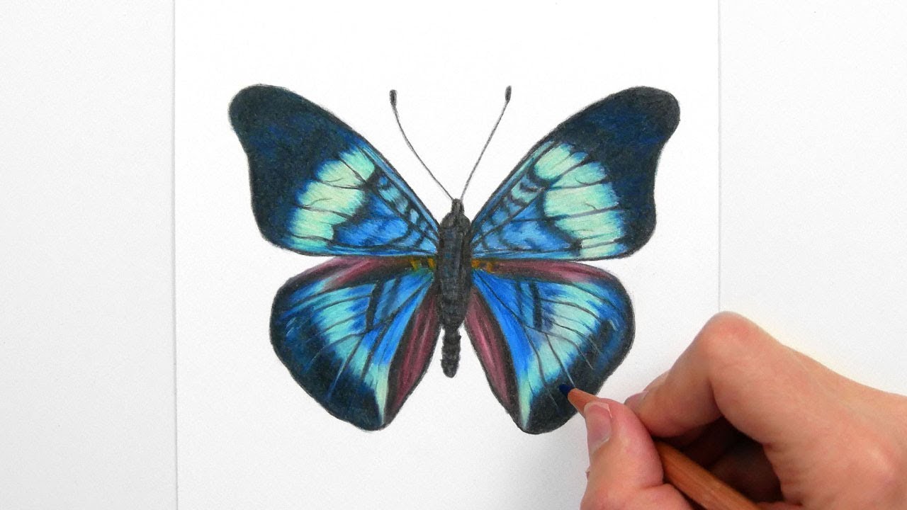 Drawing, Coloring a blue/green Butterfly with colored pencils - YouTube