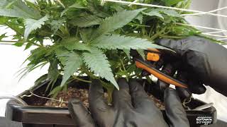 How to defoliate your scrog before flower