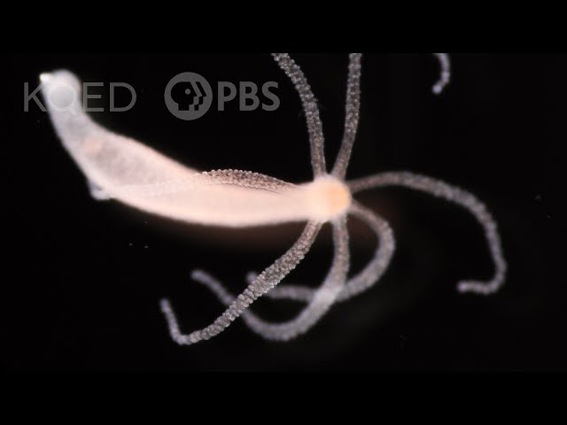 The Undying Hydra: A Freshwater Mini-Monster That Defies Aging | Deep Look class=