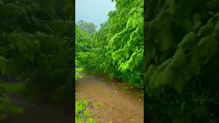 #pind #local video #viralvideo