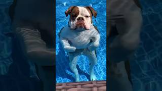 This Dog Found The Perfect Way To Beat The Heat 😂