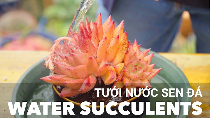 All about Water Succulents - From Newly Planted to Well Stressed / Joy Garden