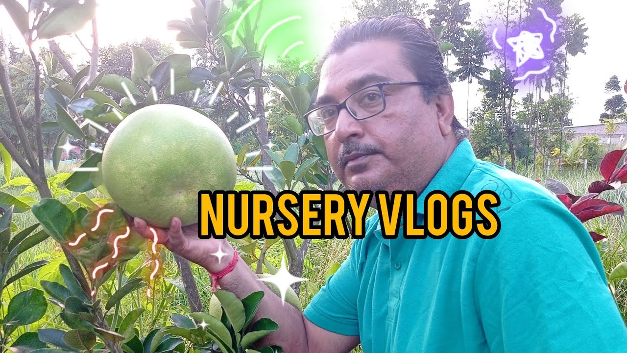 Cheap Best Affordable Price Nursery In Jayanagar Chakraborty Vlogs 🍎🍈🍐🫒