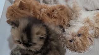 Kirk is 5 weeks old and is just too cute! by Bella's Legacy Cattery 62 views 1 year ago 37 seconds