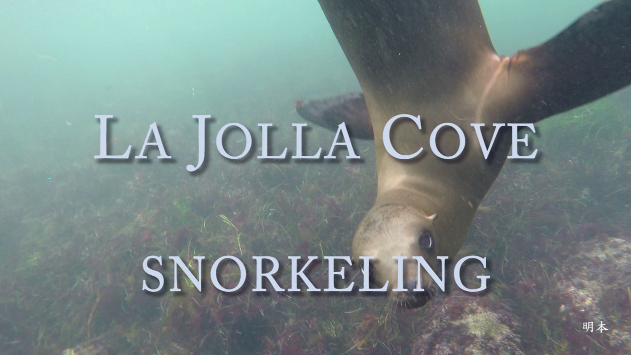La Jolla Cove Snorkeling YouTube