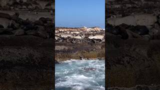 Essas FOFURAS vivem no meio do PERIGO ???? Hout Bay, Cape Town #viajecomigo #viagem #africaselvagem