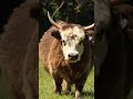 Pippa is ✨the moment✨#katievanslyke #minicows #highlandcows #highlandcow