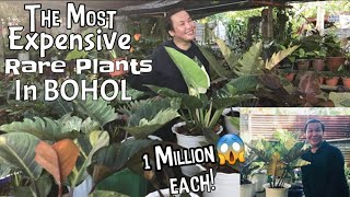 Meet The Most Expensive Rare Plants In Bohol | Variegated Black Cardinal | Caramel Marble \& More