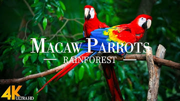 Macaw Parrots 4K - Relaxing Music With Colorful Birds | Nature Sounds of Jungle, Rainforest