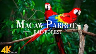 Macaw Parrots 4K - Relaxing Music With Colorful Birds | Nature Sounds of Jungle, Rainforest