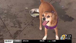 Eastern Iowa cities adopt new pet registration system, improves lost pet recovery process