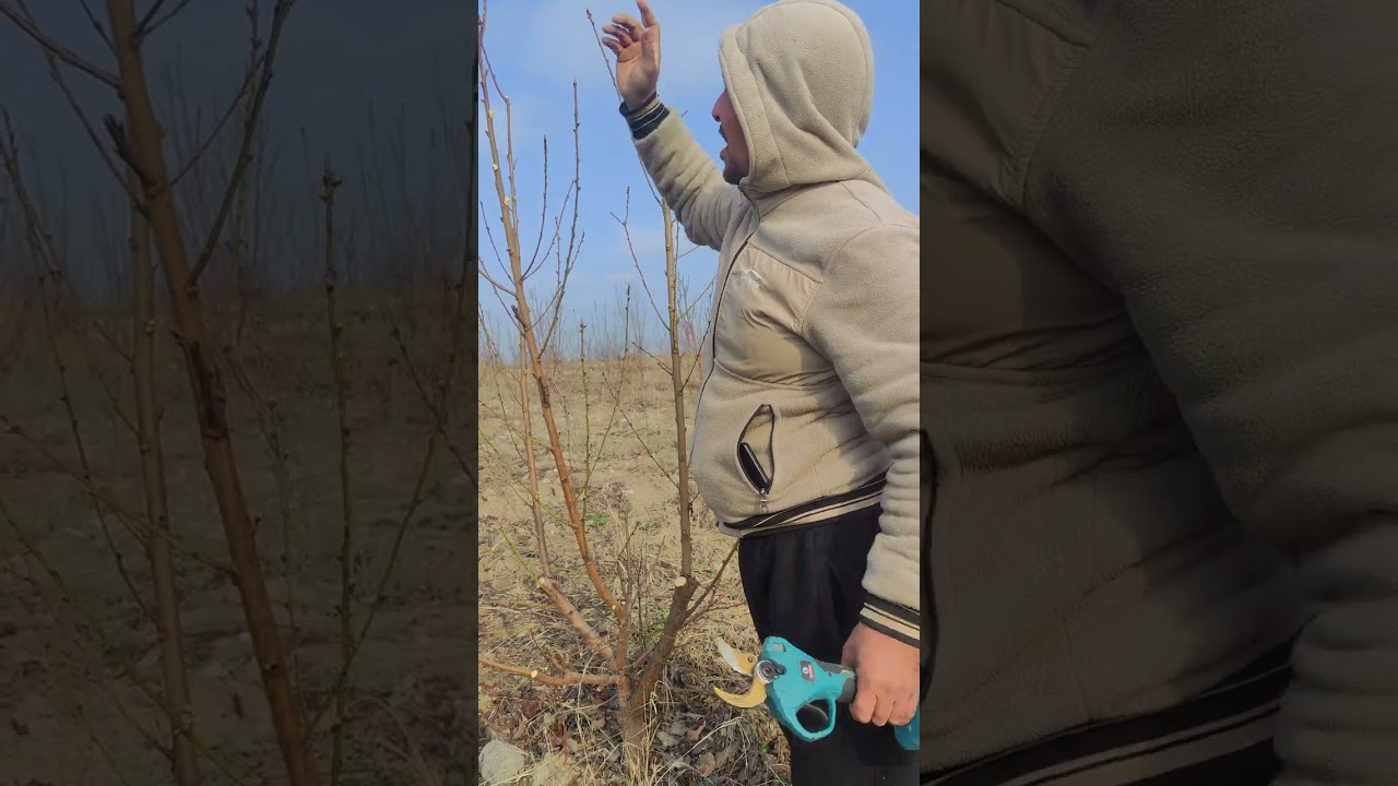 KECHGI SHAFTOLI KESISH 