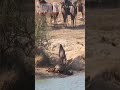 Крокодил поймал Антилопу Гну
