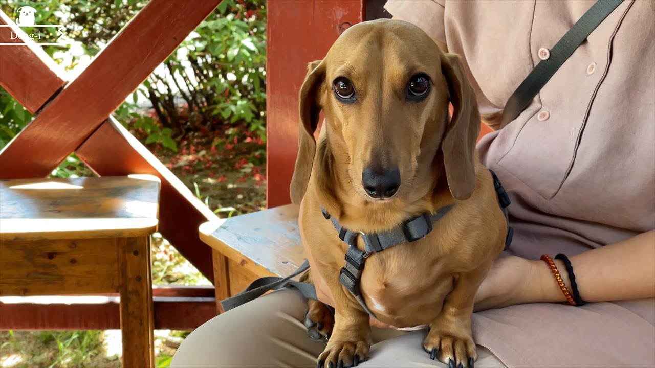 Taking a walk in an apartment with a dachshund YouTube