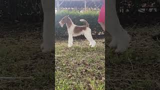 Wire Fox Terrier  Foy : 11 months old