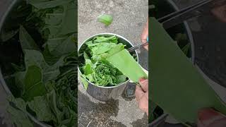 How to make a Natural Insect repellent for plants by using papaya and aloe vera leaf 🌿